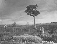 Edwin F. Atkins and Katharine W. Atkins on the grounds of the Soledad estate, Cuba Photograph Edwin F. Atkins and Katharine W. Atkins on the grounds of the Soledad estate, Cuba Photograph