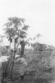 Robert M. Grey, Mr. Brooks, and Thomas Barbour gathering papayas at the Harvard Botanical Garden, Soledad, Cuba