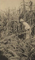 Worker cutting sugar cane at Soledad, Cuba