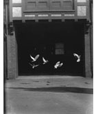 High-speed photograph of pigeons