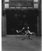 High-speed photograph of pigeons
