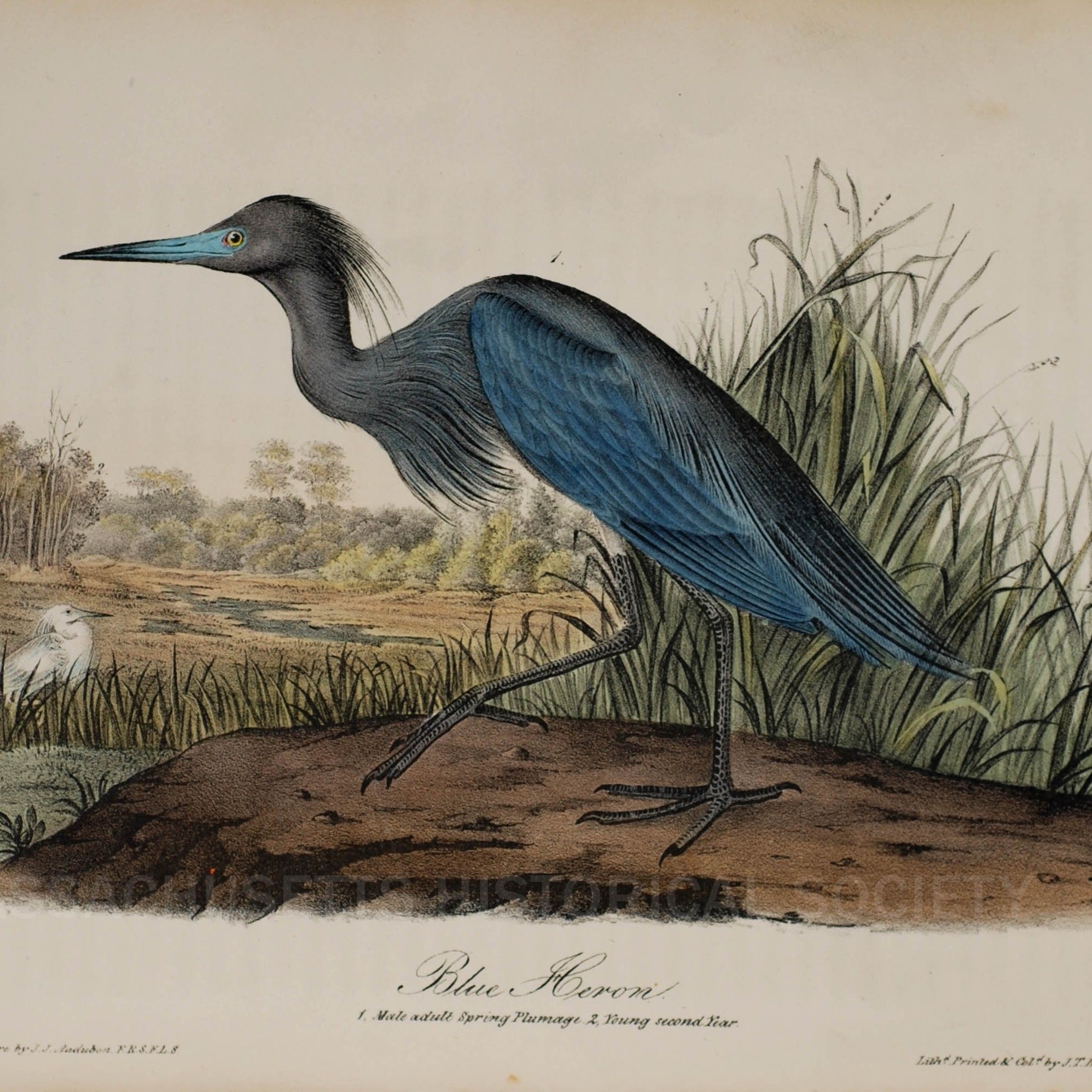 5123_audubon_heron_work_lg Sq.jpg