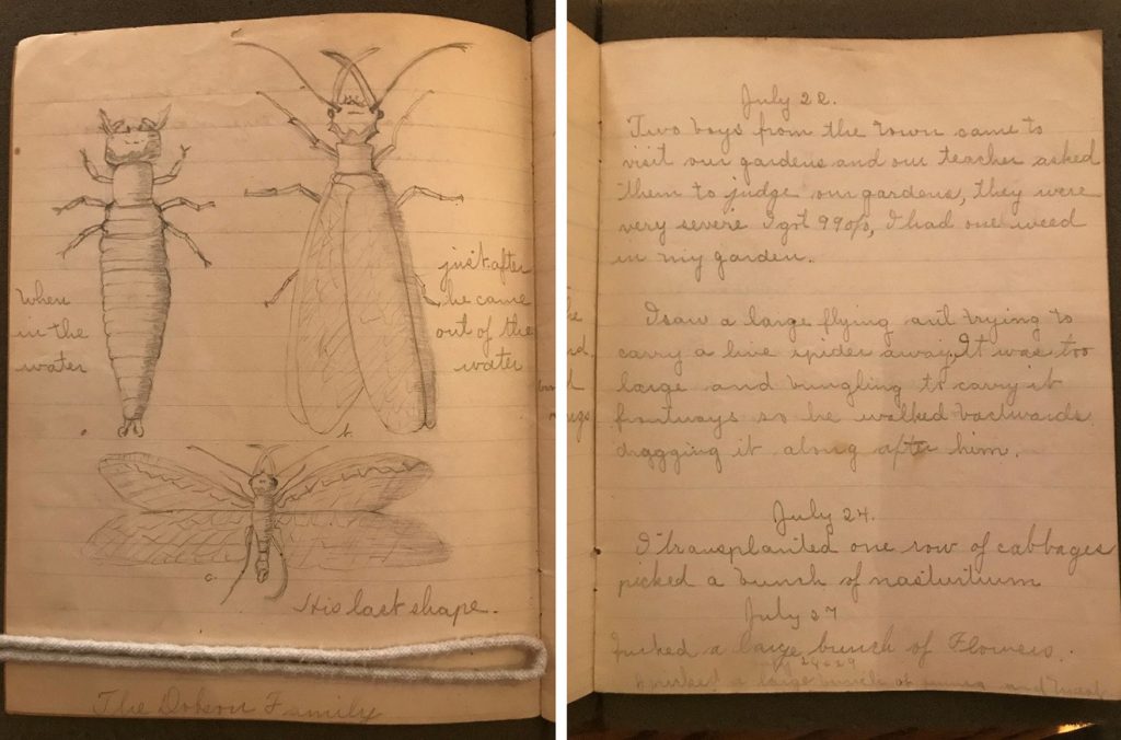 Image showing two pages of a handwritten notebook. The left side shows three large sketches of an insect at different life cycles. The right side shows handwritten, dated journal entries.