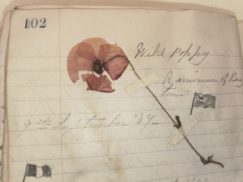 Color photograph of the top half of one page of a manuscript volume. A pink or light purple flower and stem are flattened and taped diagonally across the page next to the following caption written in black ink: “Wild poppy / A souvenir of Brighton / 9th September ’89” and a small sketch of the British flag. One petal of the flower is torn.