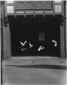 Pigeons at Keewaydin Photograph