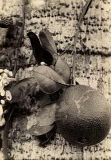 Selected seedlings of Washington navel orange, Harvard Botanical Gardens, Soledad, Cuba Photograph