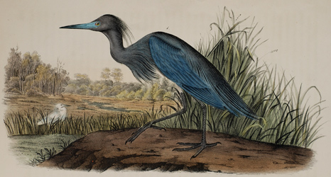 Blue Heron Lithograph