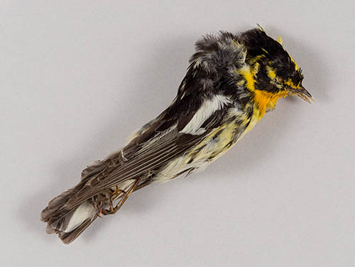 Blackburnian warbler Preserved bird specimen Blackburnian warbler Preserved bird specimen