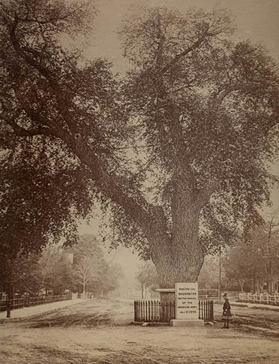 Washington elm Photograph