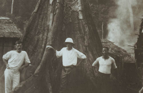 Mahogany stump Lantern slide