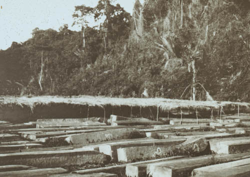 Palm leaf roof to protect from the sun Lantern slide